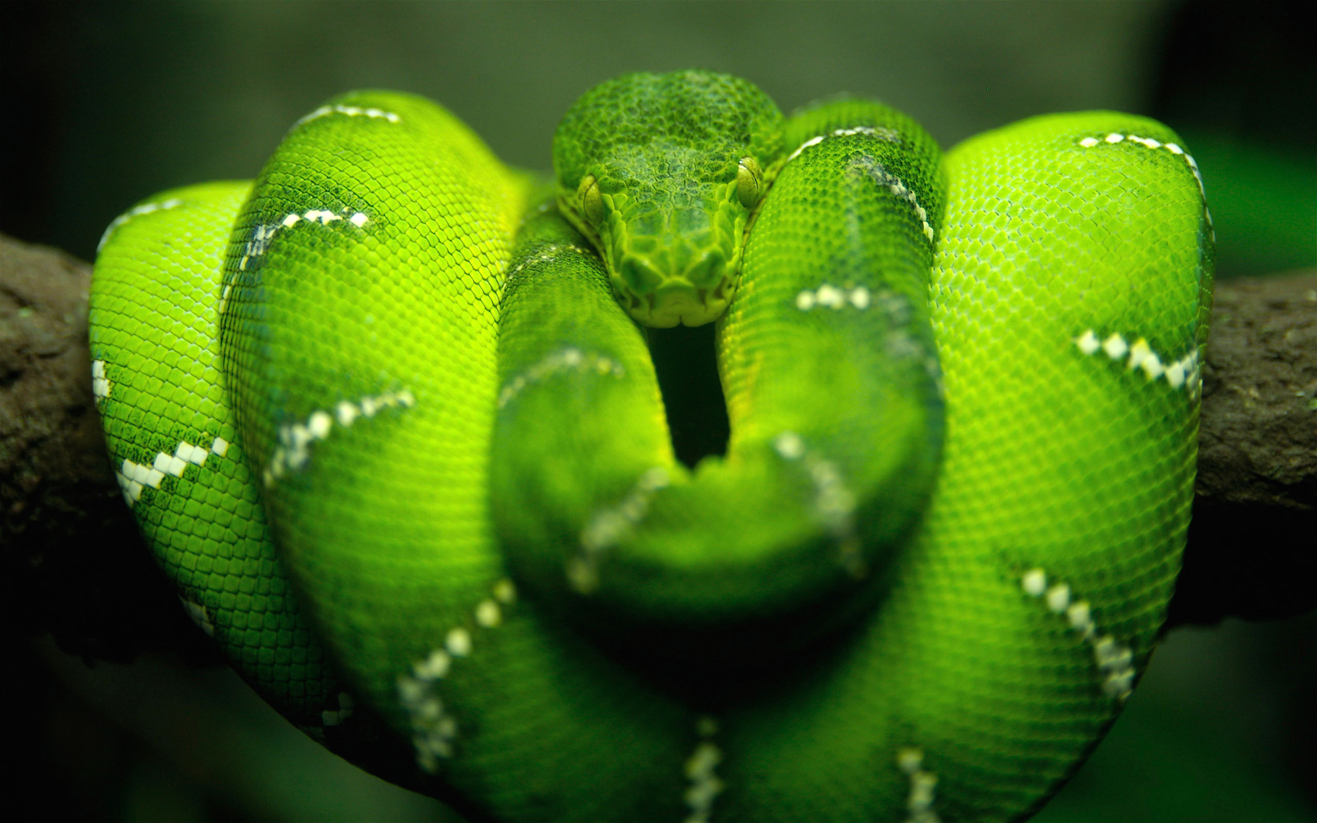 Tree Snake HD82261282